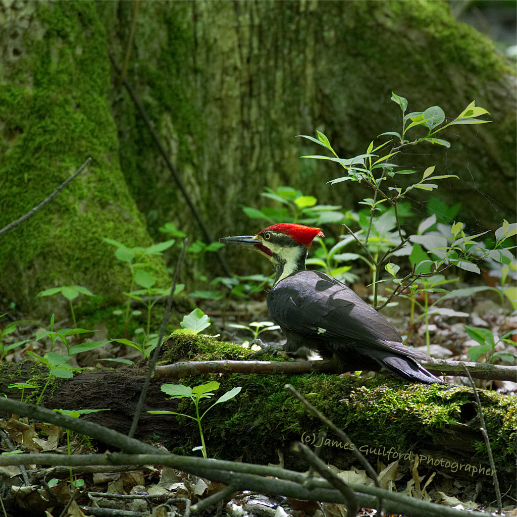 Photo: A Pileated Woodpecker (Dryocopus pileatus) searches decaying logs for insects. Photo by James Guilford.
