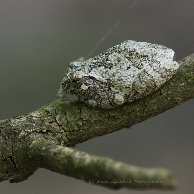 Photo: A Gray Treefrog (Hyla versicolor) rests, hiding in clear sight on a small tree branch. Photo by James Guilford.