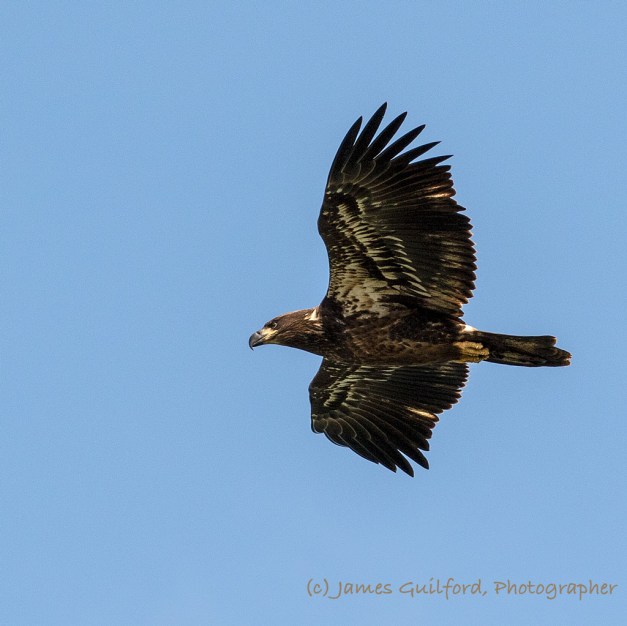 Photo: Juvenile American Bald Eagle. Photo by James Guilford.