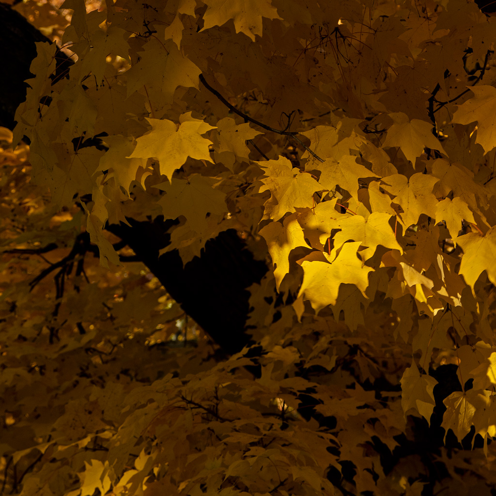 Photo: Golden Glow. Late-afternoon sun highlights a cluster of yellow tree leaves. Photo by James Guilford.