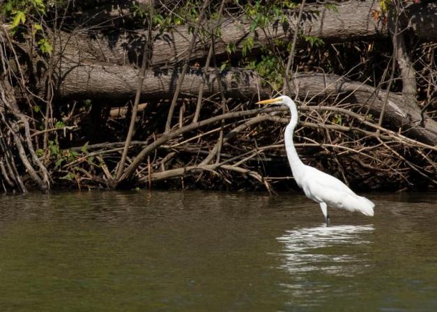 Photo: A Great Egret Wades, Looking to Catch Lunch. Photo by James Guilford.