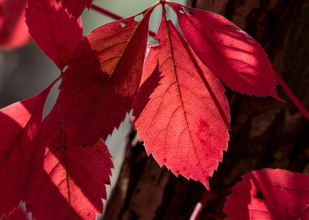 Photo: Sun Shines Through Red Leaves. Photo by James Guilford.