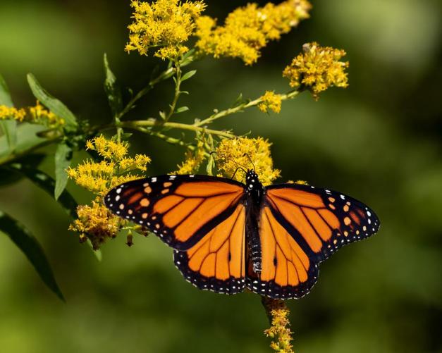 Photo: Monarch Butterfly Fueling up for a Long Flight by James Guilford