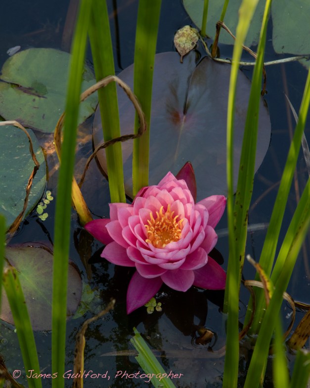 Photo: Softly-lit water lily. Photo by James Guilford.