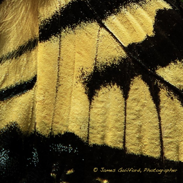 Photo: Wing detail of a Tiger Swallowtail butterfly. Photo by James Guilford.