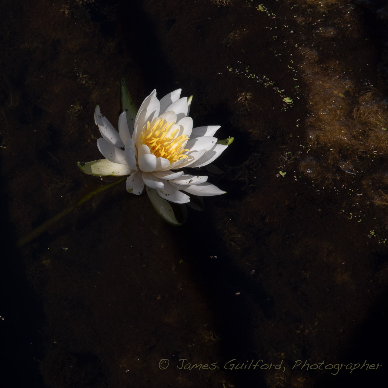 Photo: Late-Season water lily. Photo by James Guilford.