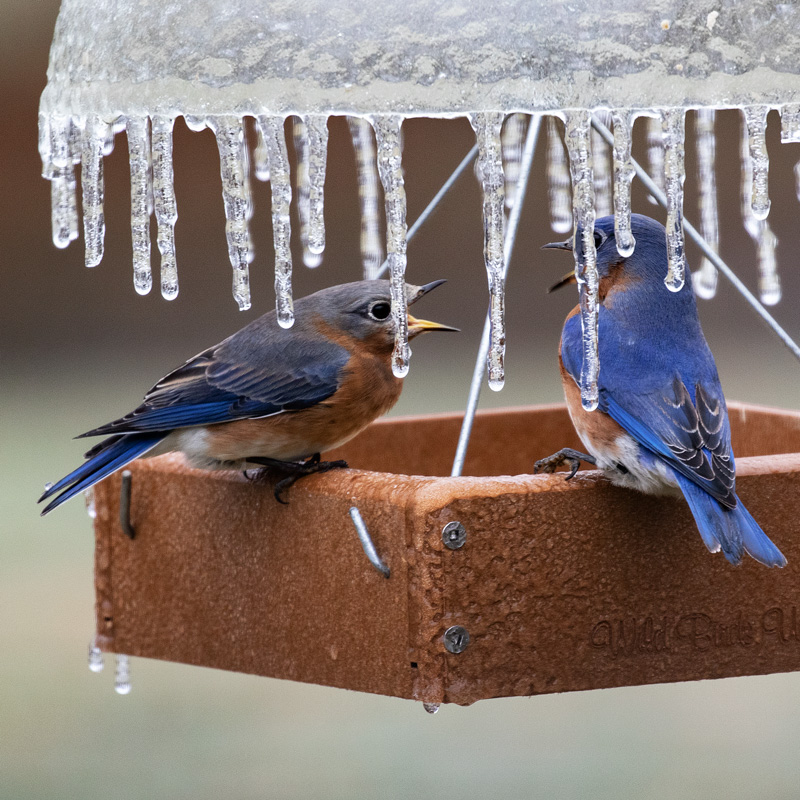 Eastern Bluebirds spat on an icy bird feeder. Photo by James Guilford.