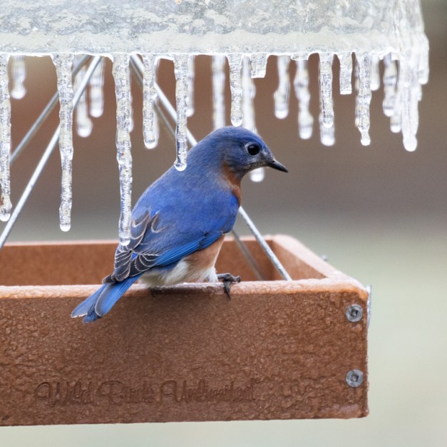 Eastern Bluebird on an icy feeder. Photo by James Guilford.