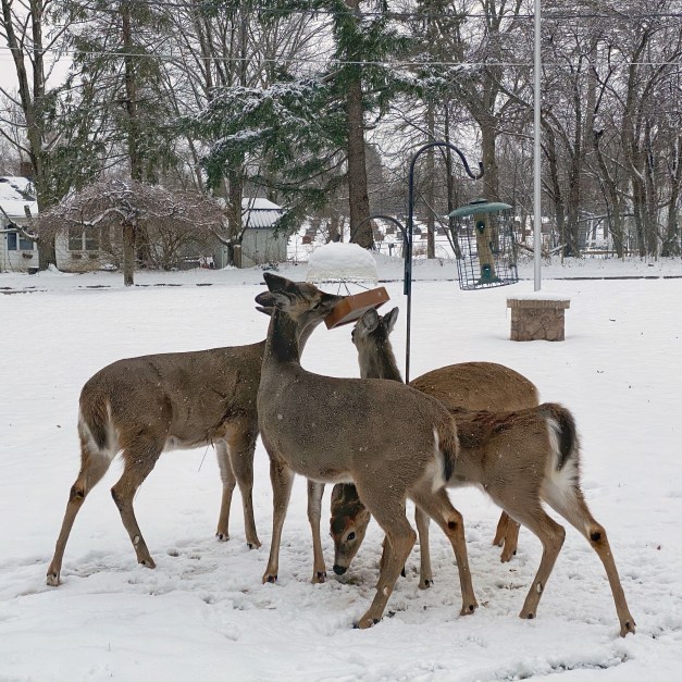 Deer raid a bird feeder. Photo by James Guilford.
