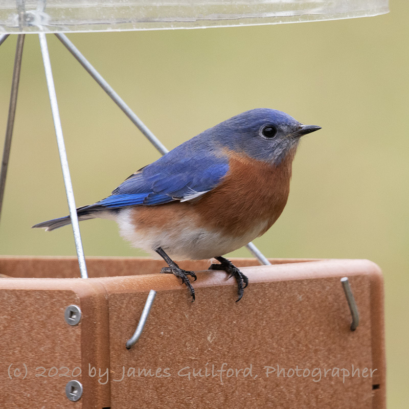Eastern Bluebird poses for its picture. Photo by James Guilford.