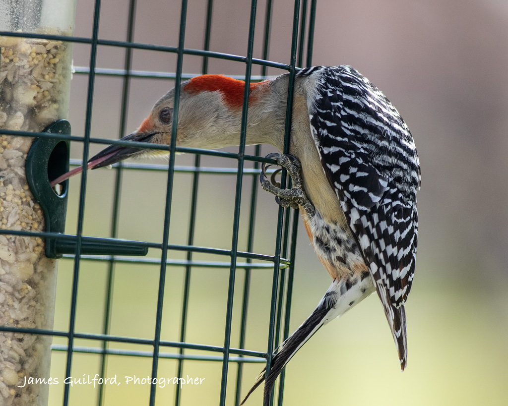 Red-Bellied_PQ9A2440