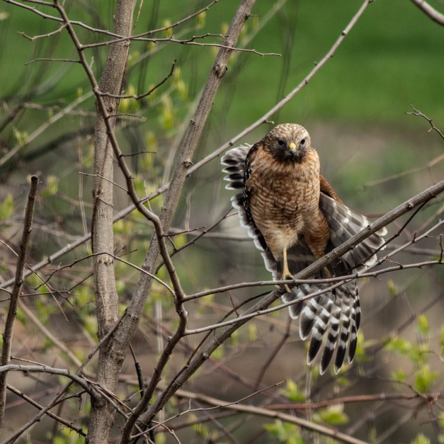 Photo: Red-Shouldered Hawk Stretching Wings by James Guilford