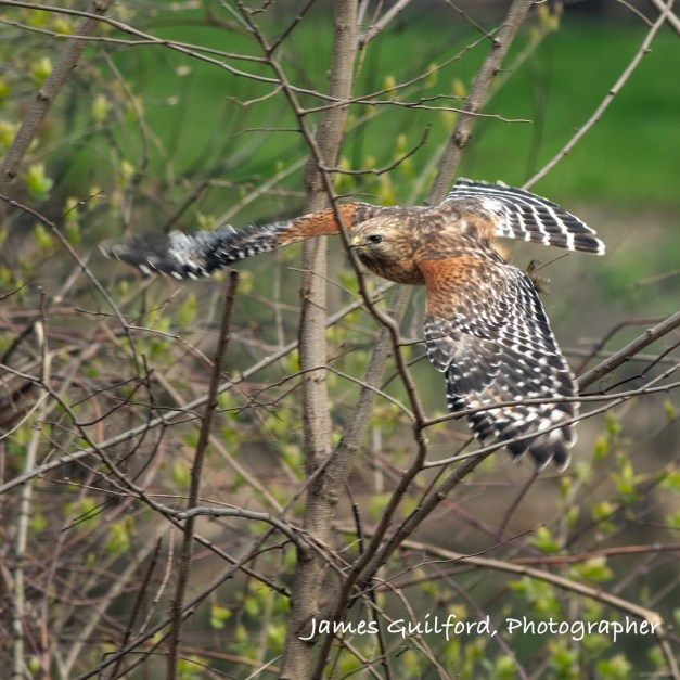 Red-Shouldered Hawk Takes Flight by James Guilford