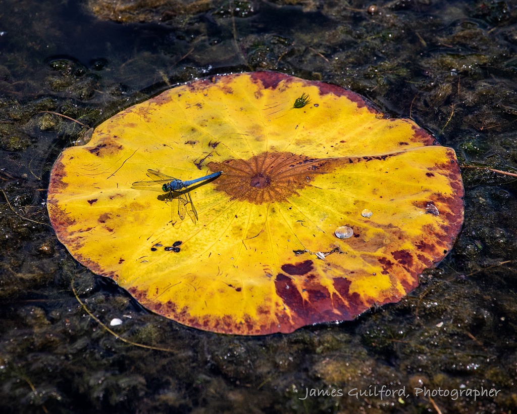 The Landing Pad. An Eastern Pondhawk rests upon a dead lily pad that has changed color to shades of yellow and rust red. Photographed July 7, 2020 at Letha House Park West, Medina County Park District. Photo by James Guilford.